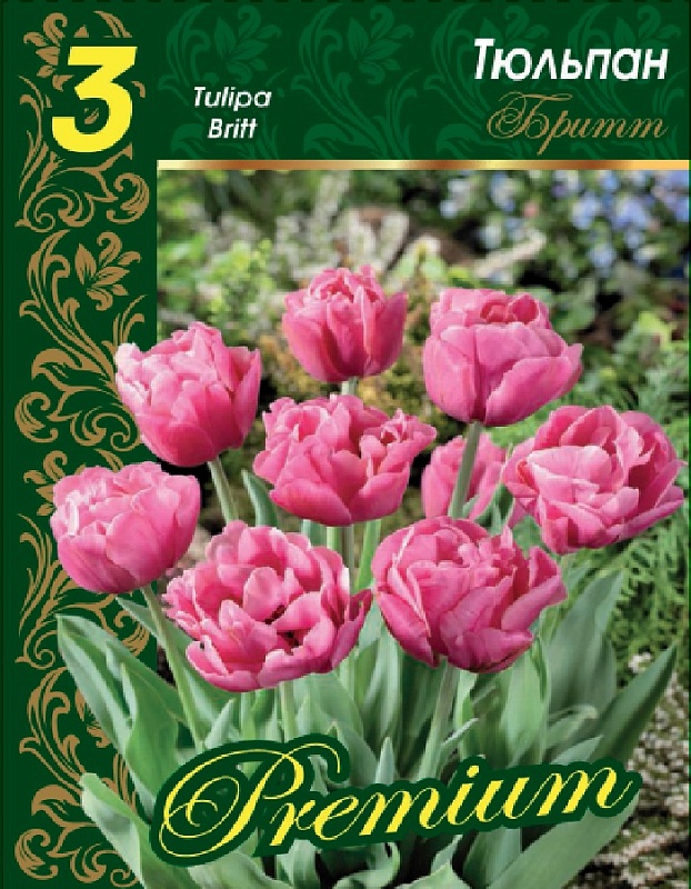 Тюльпан Бритт 1 уп. (3 шт.) 